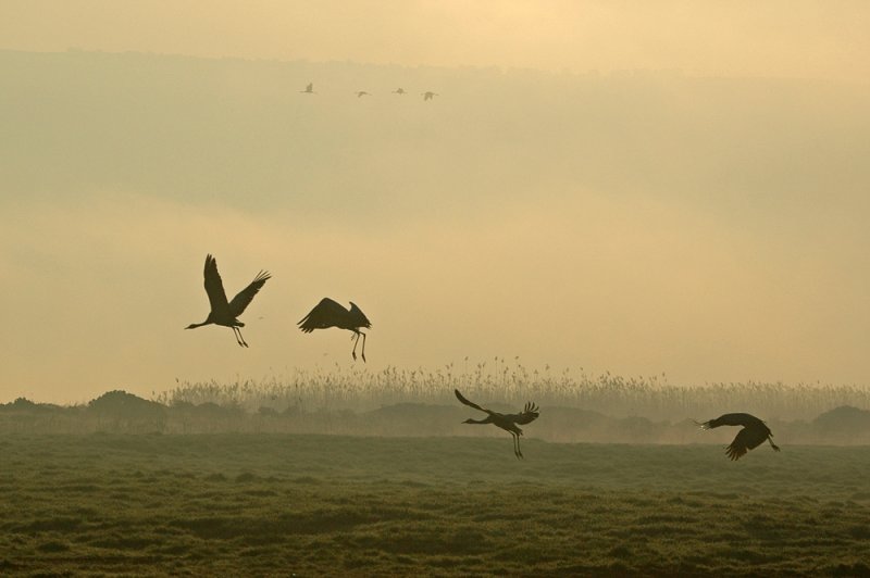 <h5>Cranse in the mist - עגורים בערפל</h5>