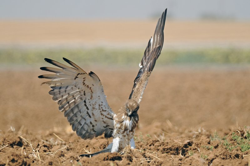 <h5>Short-toed Eagle - חיוויאי - <i>Circaetus gallicus<i></h5>