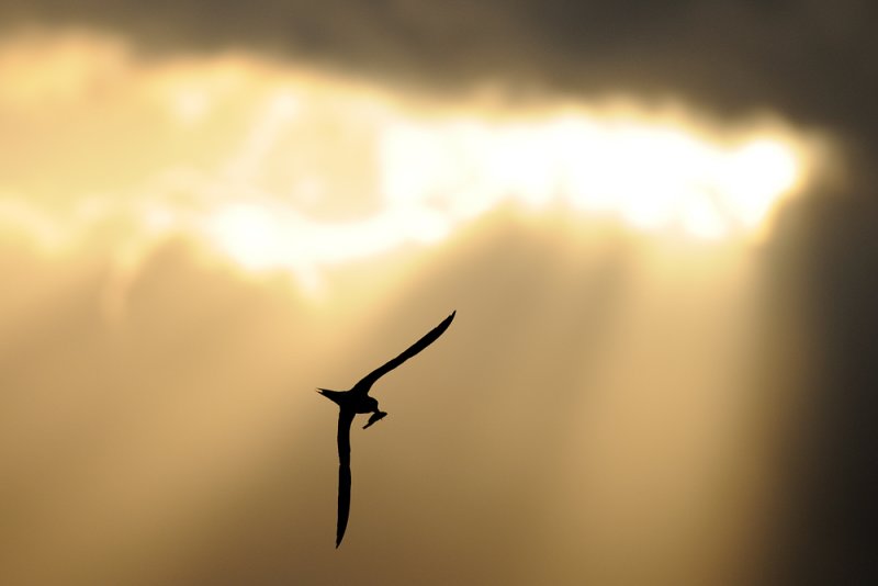 <h5>Common Tern - שחפית ים - <i>Sterna hirundo<i></h5>