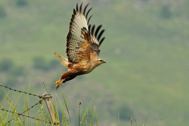 <h5>Long-legged Buzzard - עקב עיטי - <i>Buteo rufinus<i></h5>