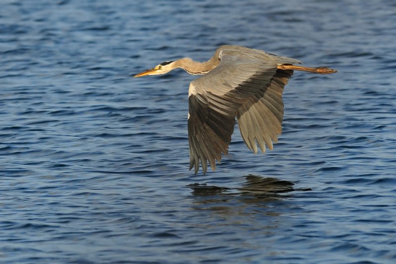 <h5>Grey Heron - אנפה אפורה - <i>Ardea cinerea<i></h5>