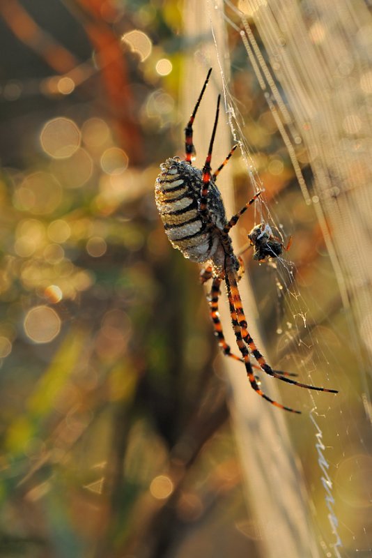 <h5>Banded Garden Spider - כסופי וטרף</h5>
