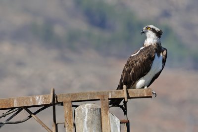 Osprey - שלך - Pandion haliaetus