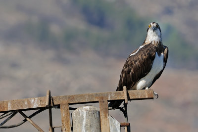 Osprey - שלך - Pandion haliaetus