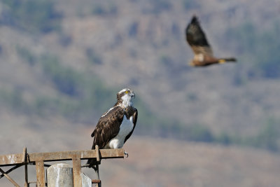 Osprey - שלך - Pandion haliaetus