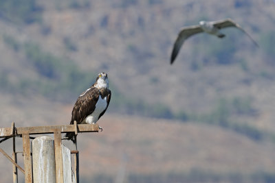 Osprey - שלך - Pandion haliaetus