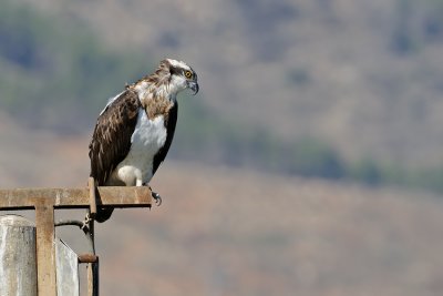 Osprey - שלך - Pandion haliaetus