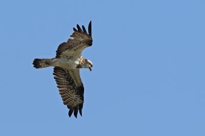 Osprey - שלך - Pandion haliaetus