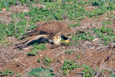 Common Kestrel - בז מצוי - Falco tinnunculus