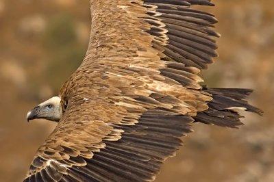 Griffon Vulture - נשר מקראי - Gyps fulvus