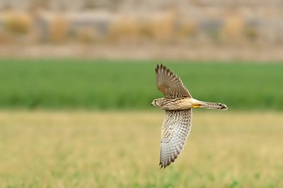 Common Kestrel - בז מצוי - Falco tinnunculus