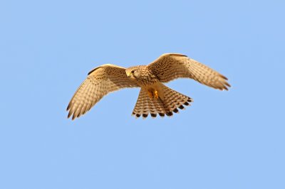 Common Kestrel - בז מצוי - Falco tinnunculus