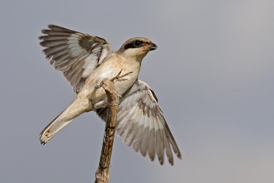 Lesser Grey Shrike - חנקן שחור-מצח - Lanius minor</h