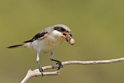 Lesser Grey Shrike - חנקן שחור-מצח - Lanius minor</h