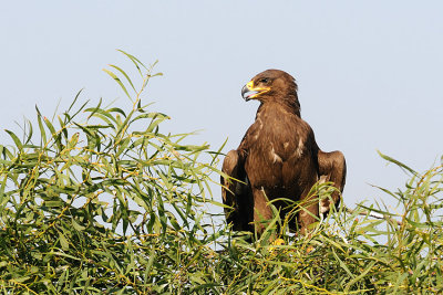 Steppe Eagle - עיט ערבות - Aquila nipalensis