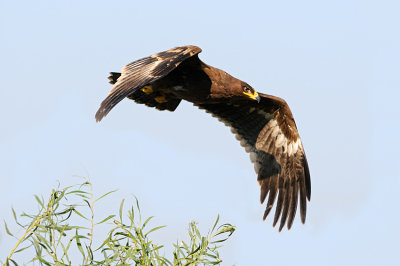 Steppe Eagle - עיט ערבות - Aquila nipalensis