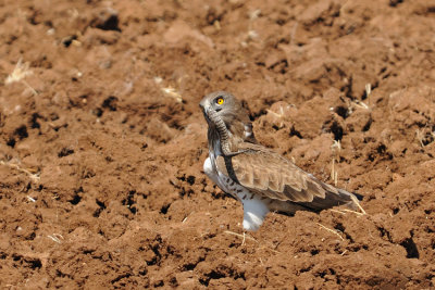 Short-toed Eagle - חיוויאי - Circaetus gallicus