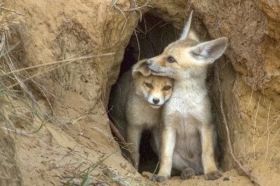 Red Fox - שועל מצוי - Vulpes vulpes