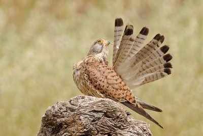 Common Kestrel - בז מצוי - Falco tinnunculus