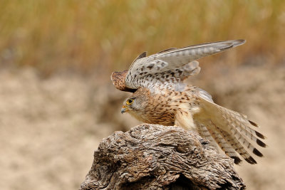 Common Kestrel - בז מצוי - Falco tinnunculus