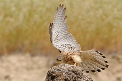 Common Kestrel - בז מצוי - Falco tinnunculus