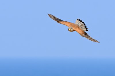 Common Kestrel - בז מצוי - Falco tinnunculus