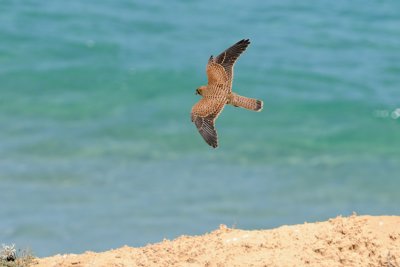 Common Kestrel - בז מצוי - Falco tinnunculus