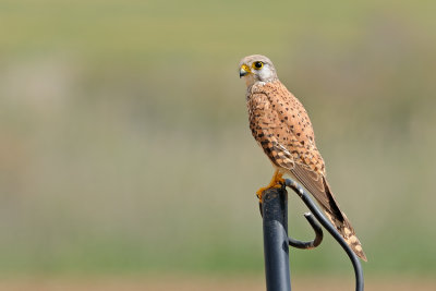 Common Kestrel - בז מצוי - Falco tinnunculus