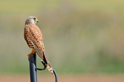 Common Kestrel - בז מצוי - Falco tinnunculus