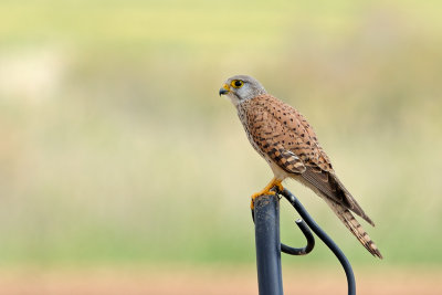 Common Kestrel - בז מצוי - Falco tinnunculus