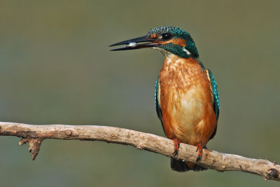 Common Kingfisher - שלדג גמדי - Alcedo atthis