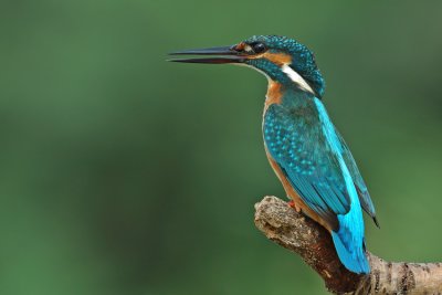 Common Kingfisher - שלדג גמדי - Alcedo atthis