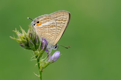 Long-tailed Blue - כחליל האפון - Lampides boeticus