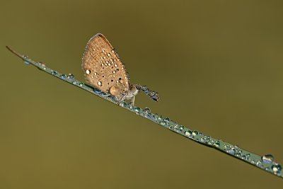 Grass Blue - כחליל הקוטב - Zizeeria karsandra