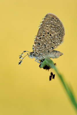 Grass Blue - כחליל הקוטב - Zizeeria karsandra