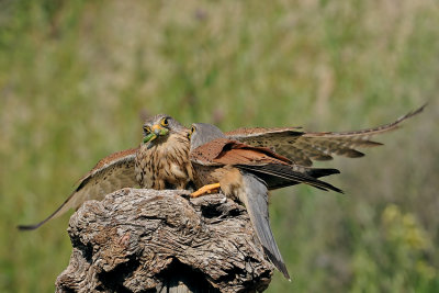 Common Kestrel - בז מצוי - Falco tinnunculus
