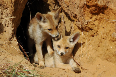 Red Fox - שועל מצוי - Vulpes vulpes