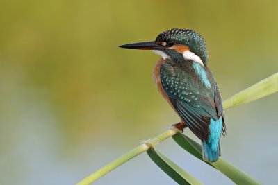 Common Kingfisher - שלדג גמדי - Alcedo atthis