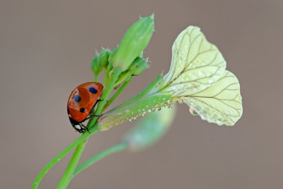 Seven-Spotted Ladybug - מושית השבע