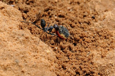 Ant and Ladybug - נמלה ומושית