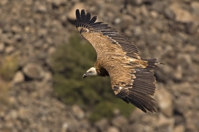 Griffon Vulture - נשר מקראי - Gyps fulvus