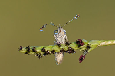 Grass Blue - כחליל הקוטב - Zizeeria karsandra
