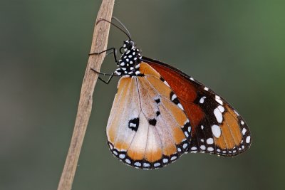 Plain Tiger - דנאית הדורה - Danaus chrysippus