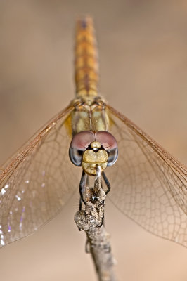 Dragonfly - שפירית