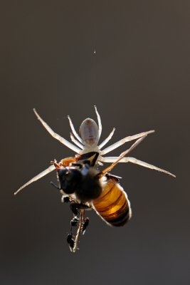 Crab Spider and Bee - סרטביש ודבורה