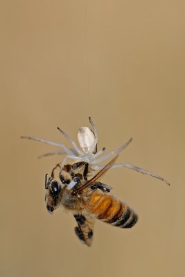 Crab Spider and Bee - סרטביש ודבורה