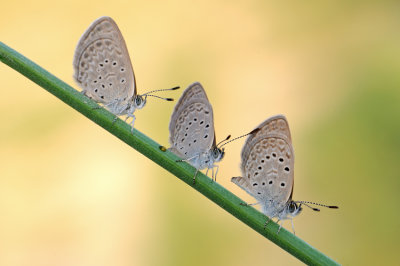 <h5>Grass Blue - כחליל הקוטב - <i>Zizeeria karsandra<i></h5>