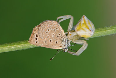 Crab Spider and Blue - סרטביש וכחליל