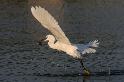 Little Egret - לבנית קטנה - Egretta grazetta