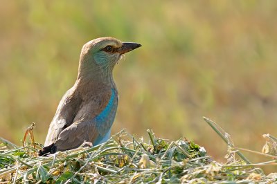 European Roller - כחל מצוי - Coracias garrulus